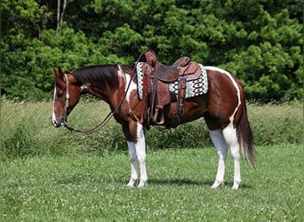 American Paint Horse, Wałach, 5 lat, 152 cm, Ciemnokasztanowata