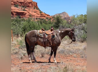 American Paint Horse, Wałach, 5 lat, 152 cm, Grullo