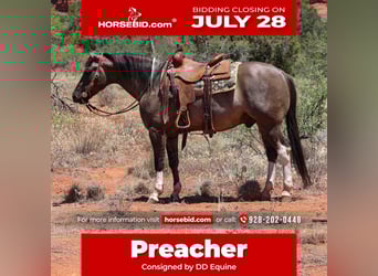 American Paint Horse, Wałach, 5 lat, 152 cm, Grullo