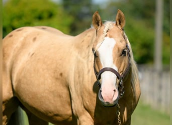American Paint Horse, Wałach, 5 lat, 152 cm, Izabelowata