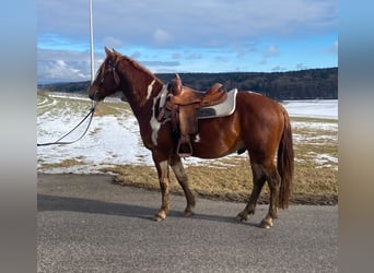 American Paint Horse Mix, Wałach, 5 lat, 153 cm, Srokata