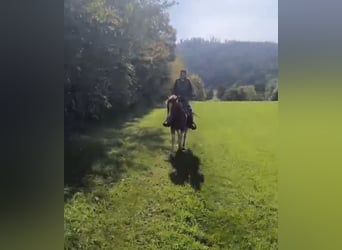 American Paint Horse Mix, Wałach, 5 lat, 153 cm, Srokata