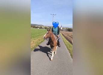 American Paint Horse Mix, Wałach, 5 lat, 153 cm, Srokata