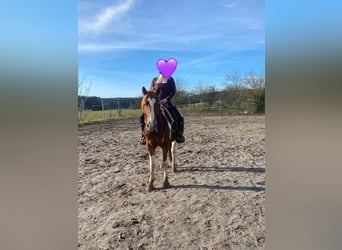 American Paint Horse Mix, Wałach, 5 lat, 153 cm, Srokata