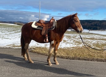 American Paint Horse Mix, Wałach, 5 lat, 153 cm, Srokata