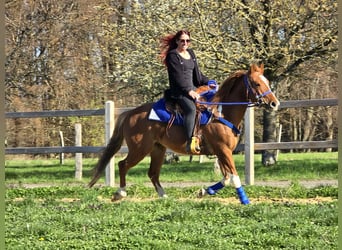 American Paint Horse Mix, Wałach, 5 lat, 155 cm, Srokata