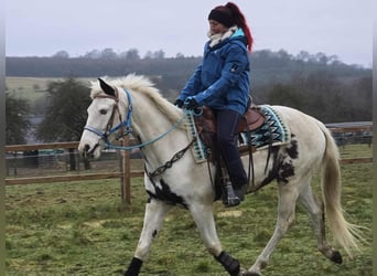 American Paint Horse Mix, Wałach, 5 lat, 156 cm, Srokata