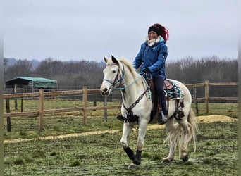 American Paint Horse Mix, Wałach, 5 lat, 156 cm, Srokata