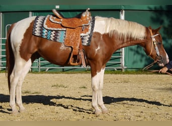 American Paint Horse, Wałach, 5 lat, 156 cm, Tobiano wszelkich maści