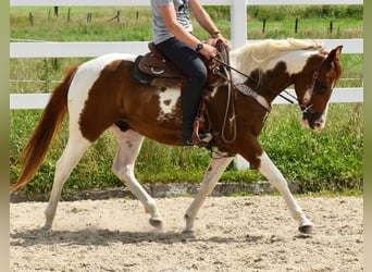 American Paint Horse, Wałach, 5 lat, 156 cm, Tobiano wszelkich maści