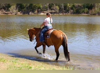 American Paint Horse, Wałach, 5 lat, 157 cm, Bułana