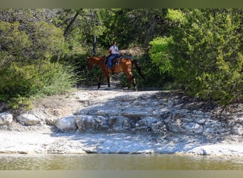 American Paint Horse, Wałach, 5 lat, 157 cm, Bułana