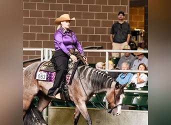 American Paint Horse, Wałach, 5 lat, 157 cm, Gniadodereszowata