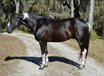 American Paint Horse, Wałach, 5 lat, 157 cm, Kara