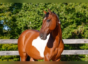 American Paint Horse Mix, Wałach, 5 lat, 157 cm, Srokata