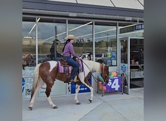 American Paint Horse, Wałach, 5 lat, 157 cm, Tobiano wszelkich maści