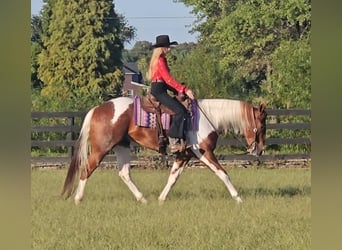 American Paint Horse, Wałach, 5 lat, 157 cm, Tobiano wszelkich maści