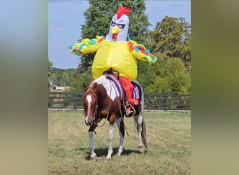 American Paint Horse, Wałach, 5 lat, 157 cm, Tobiano wszelkich maści