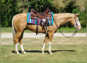 American Paint Horse, Wałach, 5 lat, Overo wszelkich maści