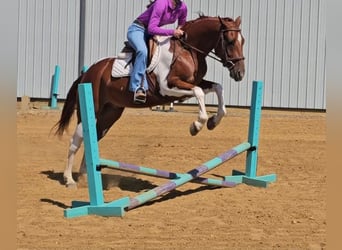 American Paint Horse, Wałach, 5 lat, Srokata