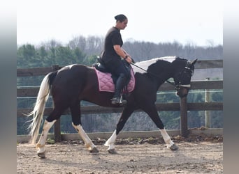 American Paint Horse Mix, Wałach, 5 lat, Srokata