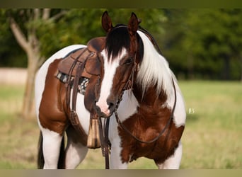 American Paint Horse, Wałach, 5 lat, Srokata