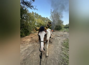 American Paint Horse, Wałach, 5 lat, Srokata