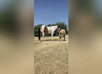 American Paint Horse, Wałach, 5 lat, Srokata