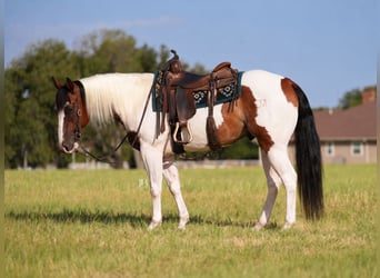 American Paint Horse, Wałach, 5 lat, Srokata