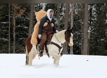 American Paint Horse, Wałach, 6 lat, 145 cm, Srokata