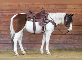 American Paint Horse, Wałach, 6 lat, 145 cm, Srokata