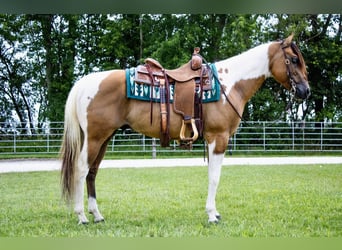 American Paint Horse, Wałach, 6 lat, 147 cm, Bułana