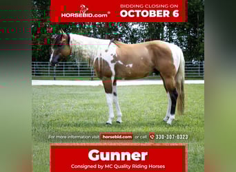 American Paint Horse, Wałach, 6 lat, 147 cm, Bułana