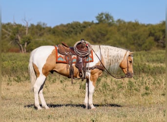 American Paint Horse, Wałach, 6 lat, 147 cm, Srokata