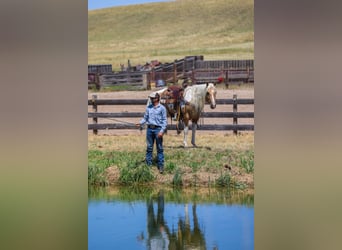 American Paint Horse, Wałach, 6 lat, 147 cm, Srokata