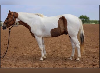 American Paint Horse, Wałach, 6 lat, 147 cm, Srokata