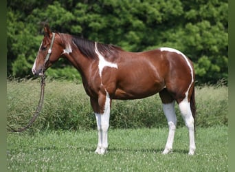 American Paint Horse, Wałach, 6 lat, 152 cm, Ciemnokasztanowata