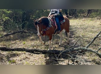 American Paint Horse, Wałach, 6 lat, 152 cm, Srokata