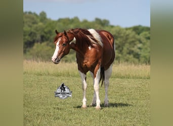 American Paint Horse, Wałach, 6 lat, 152 cm