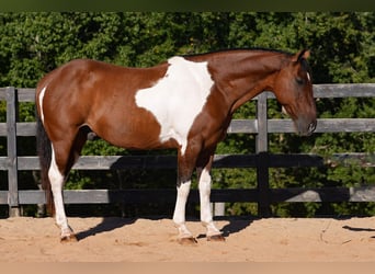 American Paint Horse Mix, Wałach, 6 lat, 155 cm, Srokata