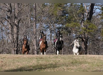 American Paint Horse Mix, Wałach, 6 lat, 155 cm