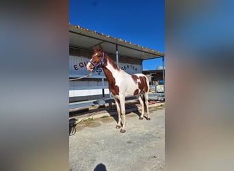American Paint Horse, Wałach, 6 lat, 158 cm, Tovero wszelkich maści