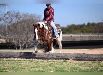 American Paint Horse, Wałach, 6 lat, Srokata