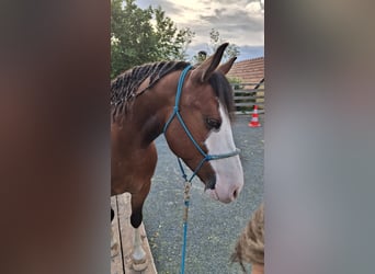 American Paint Horse Mix, Wałach, 7 lat, 142 cm, Ciemnogniada