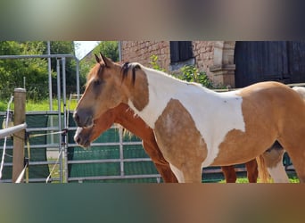 American Paint Horse, Wałach, 7 lat, 149 cm, Jelenia