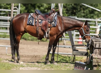 American Paint Horse, Wałach, 7 lat, 150 cm, Gniada