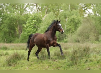 American Paint Horse, Wałach, 7 lat, 150 cm, Gniada