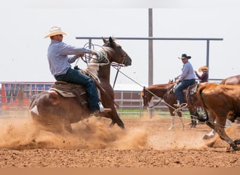 American Paint Horse, Wałach, 7 lat, 152 cm, Tobiano wszelkich maści