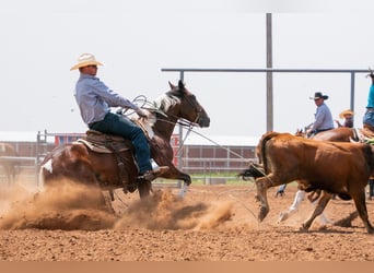 American Paint Horse, Wałach, 7 lat, 152 cm, Tobiano wszelkich maści