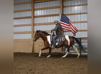 American Paint Horse, Wałach, 7 lat, 152 cm, Tobiano wszelkich maści
